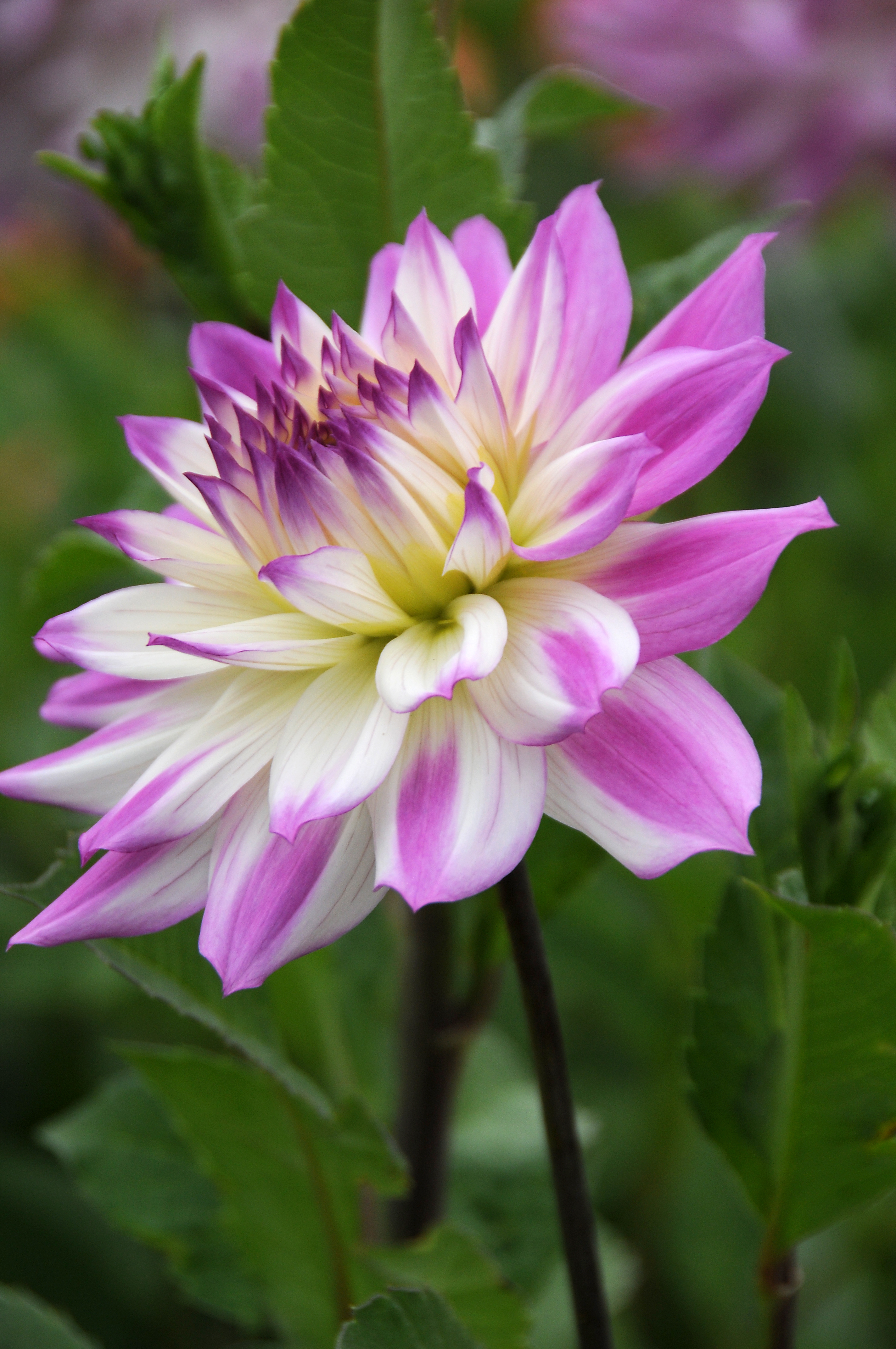 images/categorieimages/V134 77752 Dahlia Ferncliff Illusion.jpg